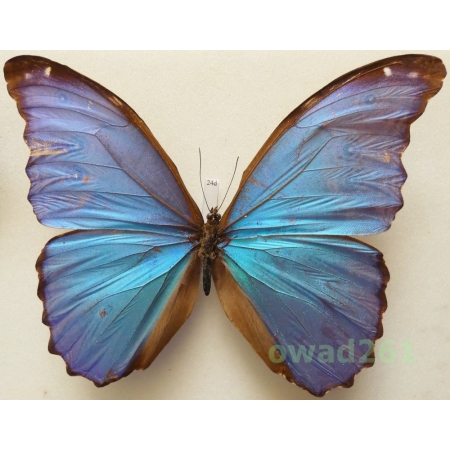 Morpho didius Hopffer, 1874 Peru 142mm24d
